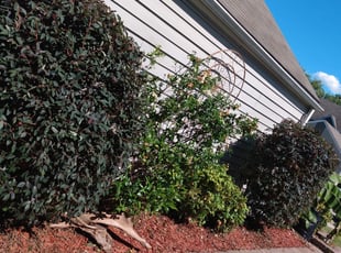 Bush Trimming by Bradley Caswell for Areon M. in Virginia Beach, VA