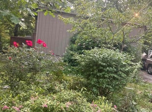 Bush Trimming by Askia Johnson for Courtney V. in Philadelphia, PA