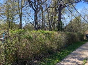 Bush Trimming by Ricky Bennett for Eric R. in Euclid, OH
