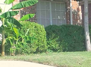 Bush Trimming by Demarquiatwon henderson for Ann B. in Fort Worth, TX