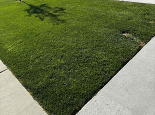 Melissa M.'s Lawn Service service result
