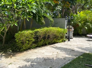 Bush Trimming by Joshua Parets for Ekaterina B. in Fort Lauderdale, FL