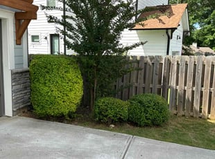 Bush Trimming by Ronald Martin for Marni F. in Charlotte, NC