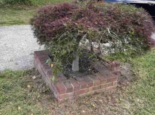 Bush Trimming by char wilson for Revekah C. in Pennsville Township, NJ