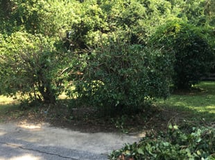 Bush Trimming by Jose Martinez for Suzanne T. in Tallahassee, FL