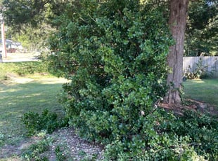 Bush Trimming by Shamaine Washington for Zachary A. in Durham, NC