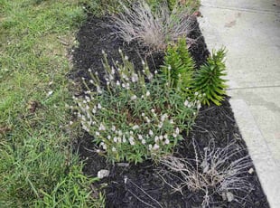 Weeding by Phillip Whitt for Alaina H. in Columbus, OH