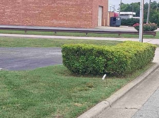 Bush Trimming by Timothy Pannell for Tom R. in Greensboro, NC