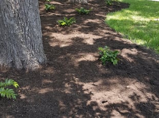 Weeding by Ben Mascorro for Gerardo C. in Austin, TX