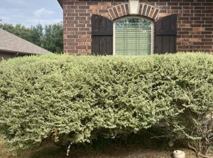 Bush Trimming by Fredrick Miller for John M. in San Antonio, TX