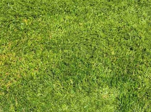 Jean F.'s Yard Cutting service result