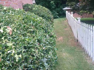 Bush Trimming by Joshua Walker for Katherine F. in Decatur, GA