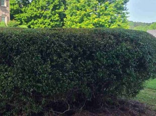 Bush Trimming by Denise Santana for James R. in Acworth, GA