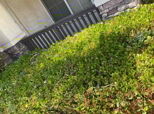 Bush Trimming by Carlos Reyna for Jack S. in Fontana, CA