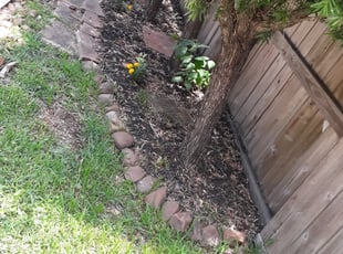 Bush Trimming by Joseph Wanjigi for John M. in Manvel, TX