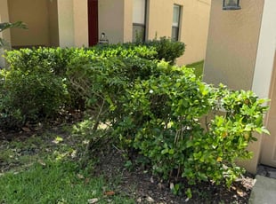Bush Trimming by Joshua Gerrard for Eric B. in Ruskin, FL