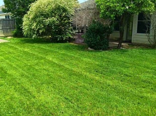 Dave M.'s Lawn Mowing service result