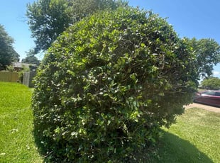 Bush Trimming by Justin Norris for Andrew F. in Hampton, VA