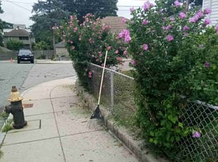 Bush Trimming by Albert Brown for Daphne F. in Boston, MA