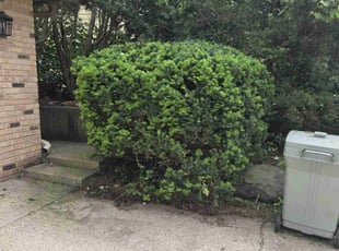 Bush Trimming by Ronnie Anderson for Margaret B. in Burlington, WI