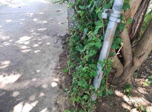 Bush Trimming by Stanley Rykowski for Dorothy S. in Philadelphia, PA