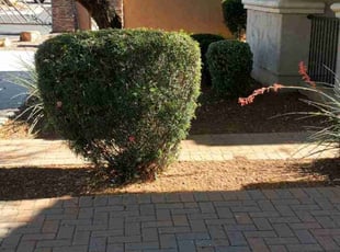 Bush Trimming by Chris Hawk for William V. in Phoenix, AZ