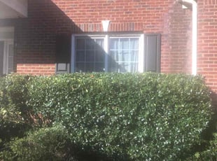 Bush Trimming by Lawrence Bell for Ang M. in Marietta, GA