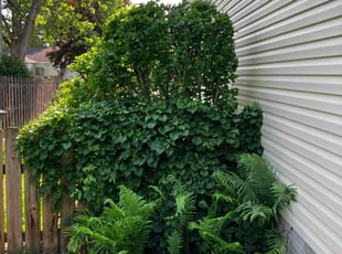 Bush Trimming by Daniel Bunch for Michael S. in Hilliard, OH
