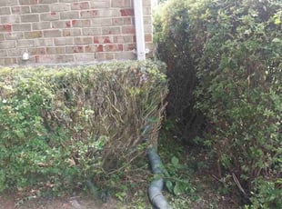 Bush Trimming by Kevin Fondren for Glenda Gay D. in Catonsville, MD