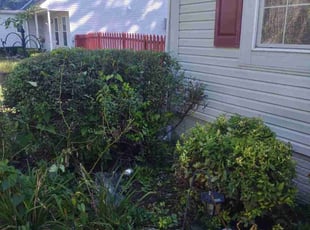 Bush Trimming by Daniel Bunch for Michael S. in Hilliard, OH