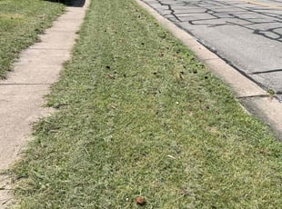 Cynthia W.'s Yard Cutting service result