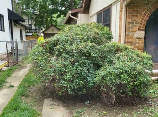 Bush Trimming by Cameron Lewis for Jane M. in Kansas City, MO