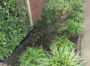 Weeding by Chris Gant for Daniel M. in Memphis, TN