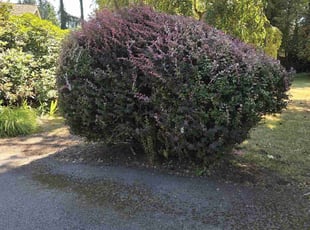 Bush Trimming by Paul Espinoza for Uma P. in Woodinville, WA