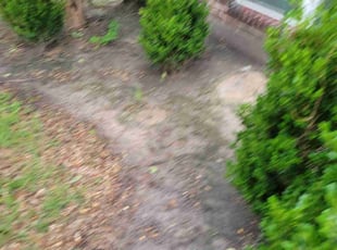 Weeding by Gladis Carcamo for Trent S. in Katy, TX