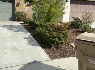 Bush Trimming by Louie Priest for Tonacey N. in Bakersfield, CA