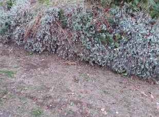 Bush Trimming by Johnny Harris for Carolyn G. in Seattle, WA