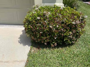 Bush Trimming by Vee Primus for Donte h. in Jacksonville, FL