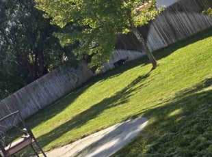 Brenda K.'s Lawn Mowing Service service result