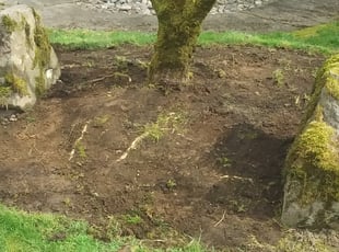Cleanups by Robert Marsico for Stephen C. in Beaverton, OR
