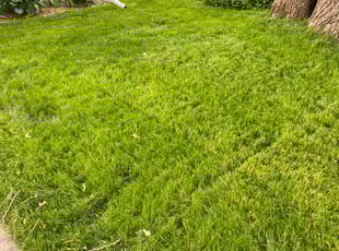 Leaf Removal by Michael Krieglmeier for Yuhei K. in Saint Paul, MN