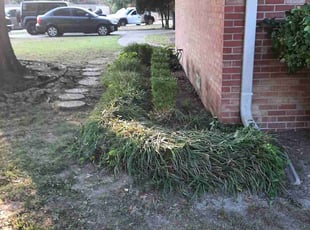 Bush Trimming by Carlos Gaxiola for Jacqueline N. in Tulsa, OK