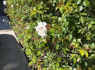 Bush Trimming by Alfonso Mateo for Shiloe S. in Los Angeles, CA