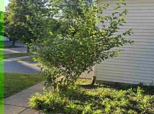 Bush Trimming by Marco Gutierrez for Mikayla S. in Aurora, IL