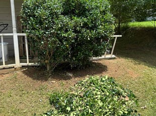 Bush Trimming by Anthony Stewart for Quaneshia J. in Lithonia, GA