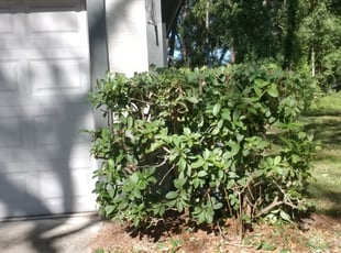 Bush Trimming by Ryan Davis for Leanne B. in Altamonte Springs, FL