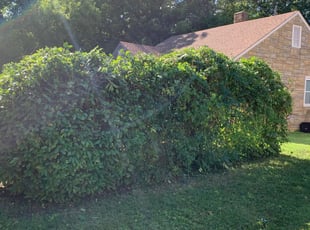 Bush Trimming by James Hill for Tara A. in Hampton, VA