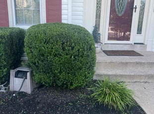 Bush Trimming by Gilbert Osorio for Debra J. in Stafford, VA