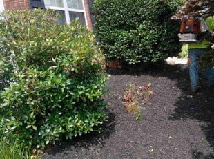 Bush Trimming by Josh Scanlan for Diane M. in Greer, SC