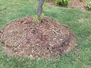 Weeding by Joshua Daley for Shandi N. in Rockwall, TX